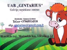 UAB "Gintarius" Jau Perka Galvijus