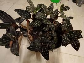 Ludisija discolor-orchidėja