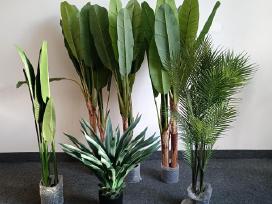 Dirbtinis augalas Bananmedis Strelicija Palmė