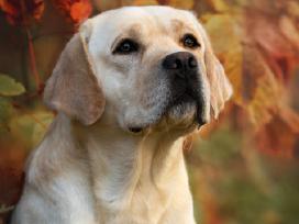 Labradoro retriveris reproduktorius