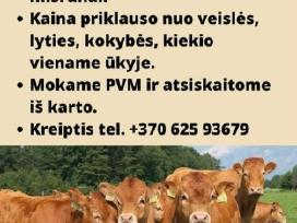 Perkame galvijų prieauglius +370-625-93679