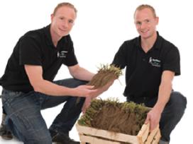 Elitiniai braškių daigai Henselmans (Olandija)