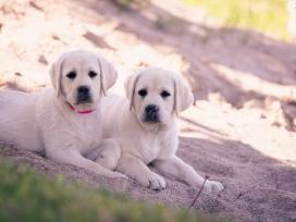 Kilmingi Labradoro Retriveriai Iš Veislyno