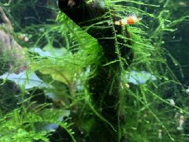 Krevetes Crystal Red Shrimp ( Caridina )