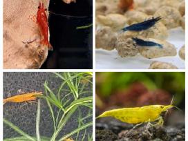Krevetės: red cherry, blue dream, yellow, orange.