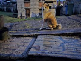 Japonų akita inu patinas kerkimui