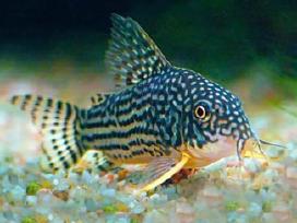 Corydoras, Loricaria.