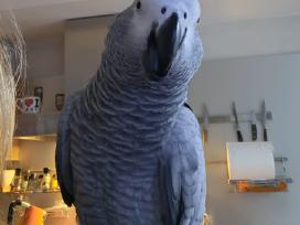 Išskrido žako papūga ( african grey)