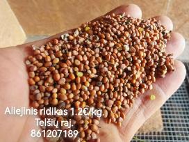 Parduodu Aliejinis ridikas