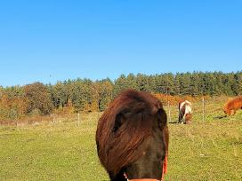 Poni kumelaitės