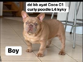 Kilmingii melynakis prancuzu buldogai