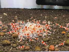 Crystal red shrimp