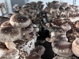 Šitake, šiitake, Shiitake grybai
