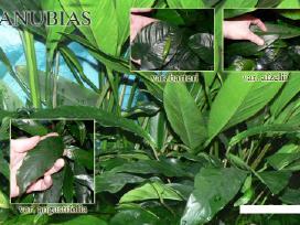 Anubias var. angustifolia