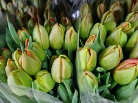 Tulpes