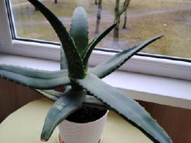 Gydomųjų savybių turintis augalas Aloe Vera