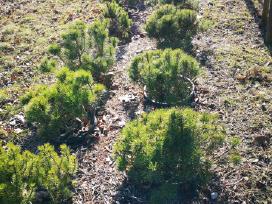Parduodame pušis, ligustrus, liepas