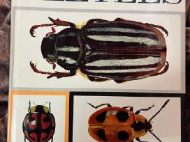 A Book Of Beetles (Dr. Josef R. Winkler - 1965)