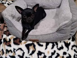 Cihuahua patinas kergimui
