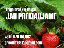 Frigo (šaldyti) Braškių Daigai ir Smidrai Olandija