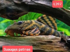 Įvairios akvariumo žuvytės, augalai, maistelis
