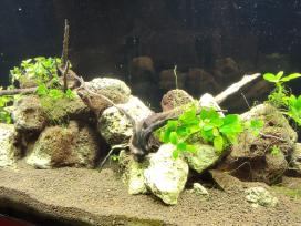 240 l tūrio akvariumas su priedais