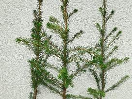 Eglučių sodinukai