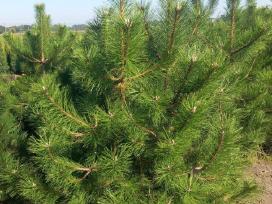 Pušis Juodoji 140-160 cm (Pinus Nigra).