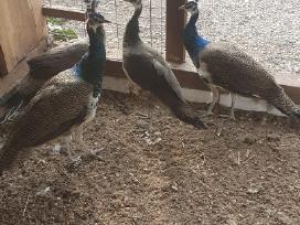 Parduodu povus