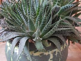 Sukulentas senovinis