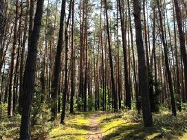 Parduodami du miškai Šilalės r. su žeme.