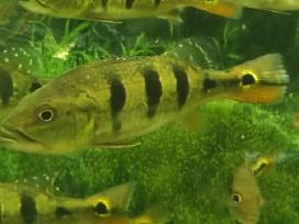 Parduodamos žuvys Cichla orinocensis (orinoco)