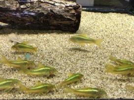 Green laser Corydoras