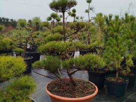 Bonsai