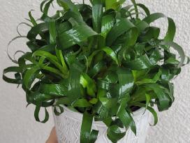 Bromelija Vriesea Astrid
