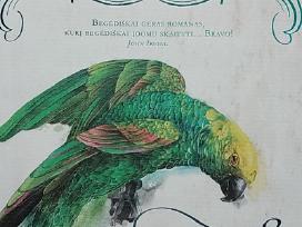 Flobero papūga