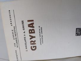 Knyga
