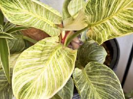 Philodendron Birkin