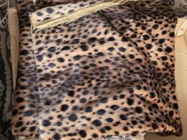 Audinis (leopardas)