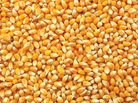 Kukuruzai zvejybai. Grazus. 30kg - 20eur. Vilnius.