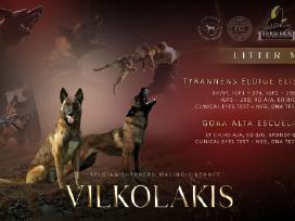 Belgu Aviganiai Malinua