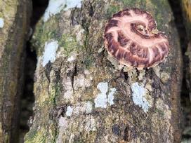 Shiitake rąsteliai, grybai