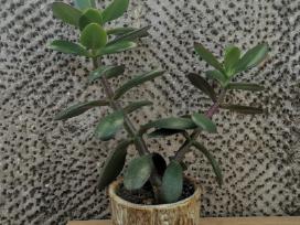 Crassula. Storlapis. Pinigų medis.
