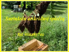 Dovanojamo spiečiaus ieškau/ surinksiu išsivešiu