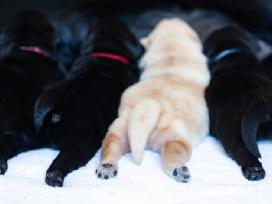 Kilmingi Labradoro retriveriai