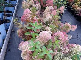 Hortenzijos,rododendrai,azalijos ,magnolijos