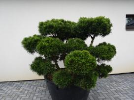 Pinus Mugo Gnom kalninė pušis - Bonsai