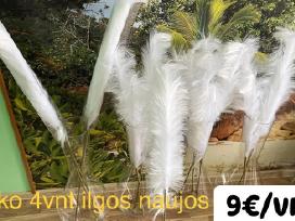 Ilgos baltos plunksnos 4vnt