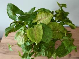 Kambarinė gėlė Syngonium