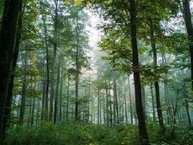 Miškotvarkos projektai - Miškų supirkimas